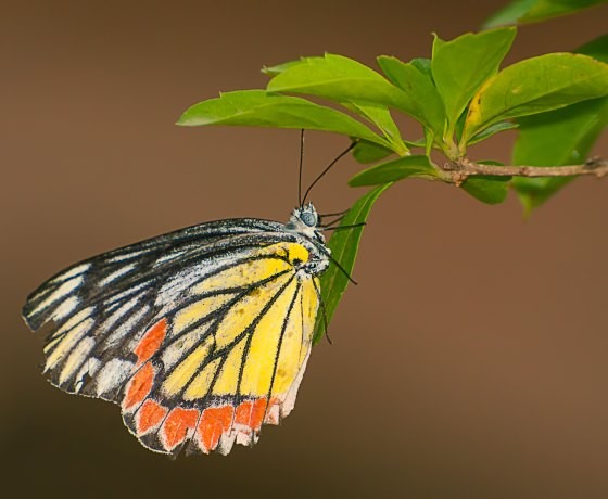 Madhya Pradesh